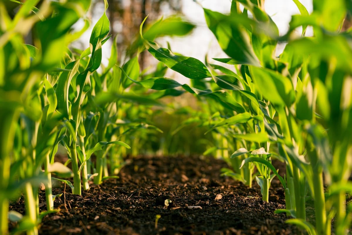 Campo agrícola con tecnología de agricultura de precisión y cultivos verdes