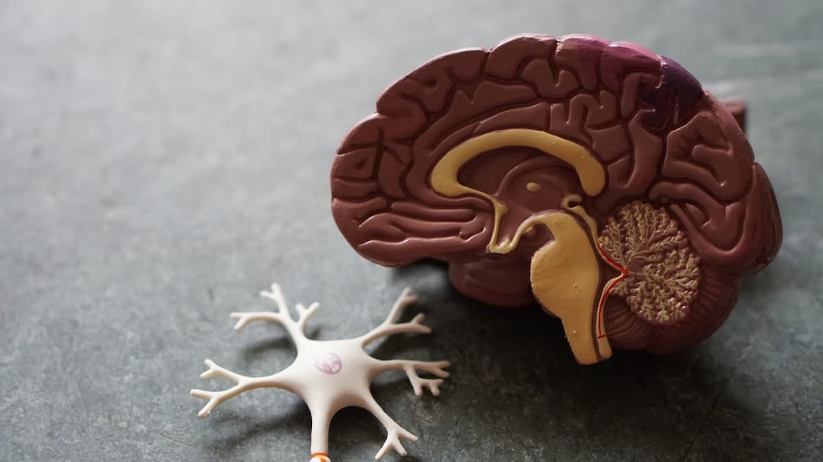 Representación de conexiones neuronales y tecnología cerebral, simbolizando la interfaz cerebro-computadora de Neuralink